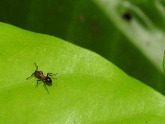 Stictoponera bicolor