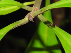 Stictoponera bicolor