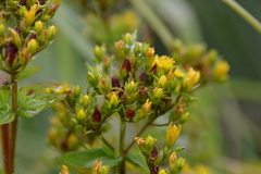 Hypericum tetrapterum