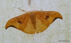 Tridrepana fulvata
