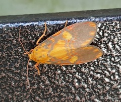 Ammatho roseororatus