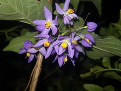 Solanum seaforthianum