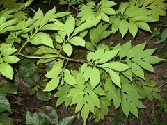Solanum seaforthianum
