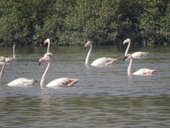 Phoenicopterus roseus