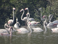 Phoenicopterus roseus