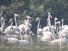 Phoenicopterus roseus