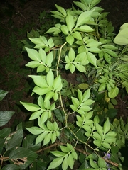 Solanum seaforthianum
