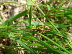 Carex pilulifera