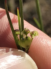 Centella virgata