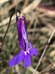 Lobelia tomentosa