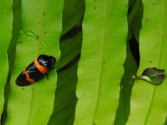 Cosmoscarta abdominalis