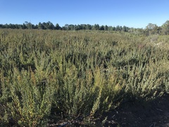 Cyclopia genistoides