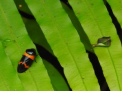 Cosmoscarta abdominalis