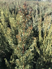 Cyclopia genistoides