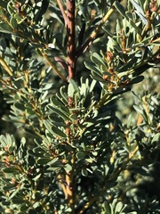 Cyclopia genistoides