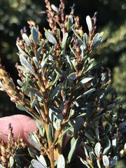 Cyclopia genistoides