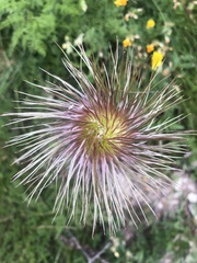 Pulsatilla vulgaris