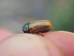 Labidostomis longimana