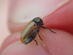 Labidostomis longimana