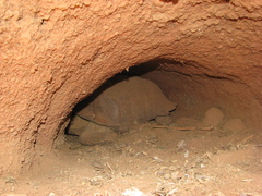 Centrochelys sulcata