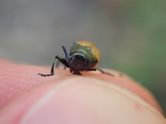 Labidostomis longimana