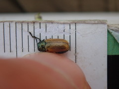 Labidostomis longimana