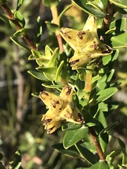 Penaea mucronata