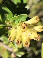 Penaea mucronata