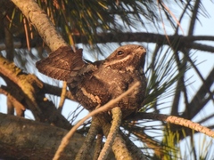 Caprimulgus europaeus