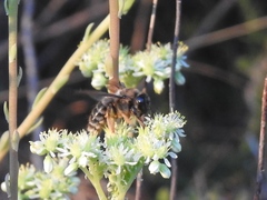 Xylocopa cantabrita