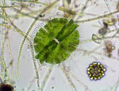 Micrasterias apiculata