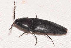 Parallelostethus attenuatus