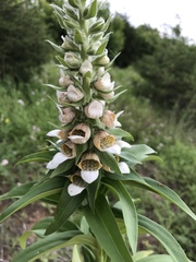 Digitalis lanata