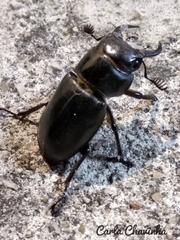 Lucanus barbarossa