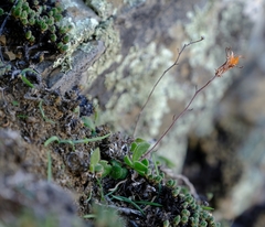 Tylecodon ventricosus