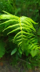 Matteuccia struthiopteris