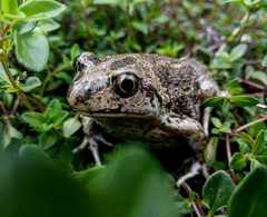 Pelobates vespertinus