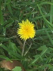 Taraxacum officinale