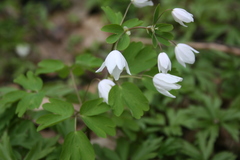 Isopyrum thalictroides