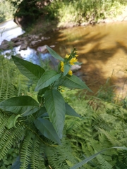 Lysimachia vulgaris