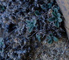 Tylecodon ventricosus