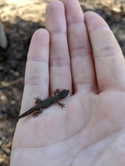 Crenadactylus ocellatus