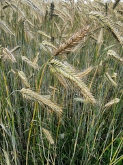 Hordeum vulgare