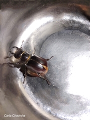 Lucanus barbarossa