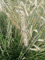 Hordeum vulgare