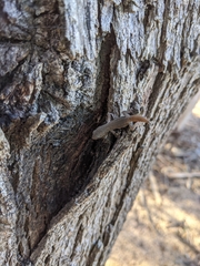 Crenadactylus ocellatus