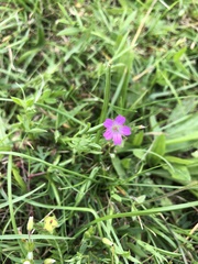 Geranium palustre