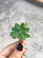 Oxalis