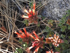 Monardella macrantha