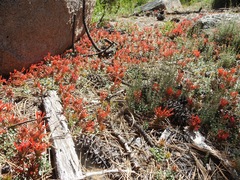 Monardella macrantha